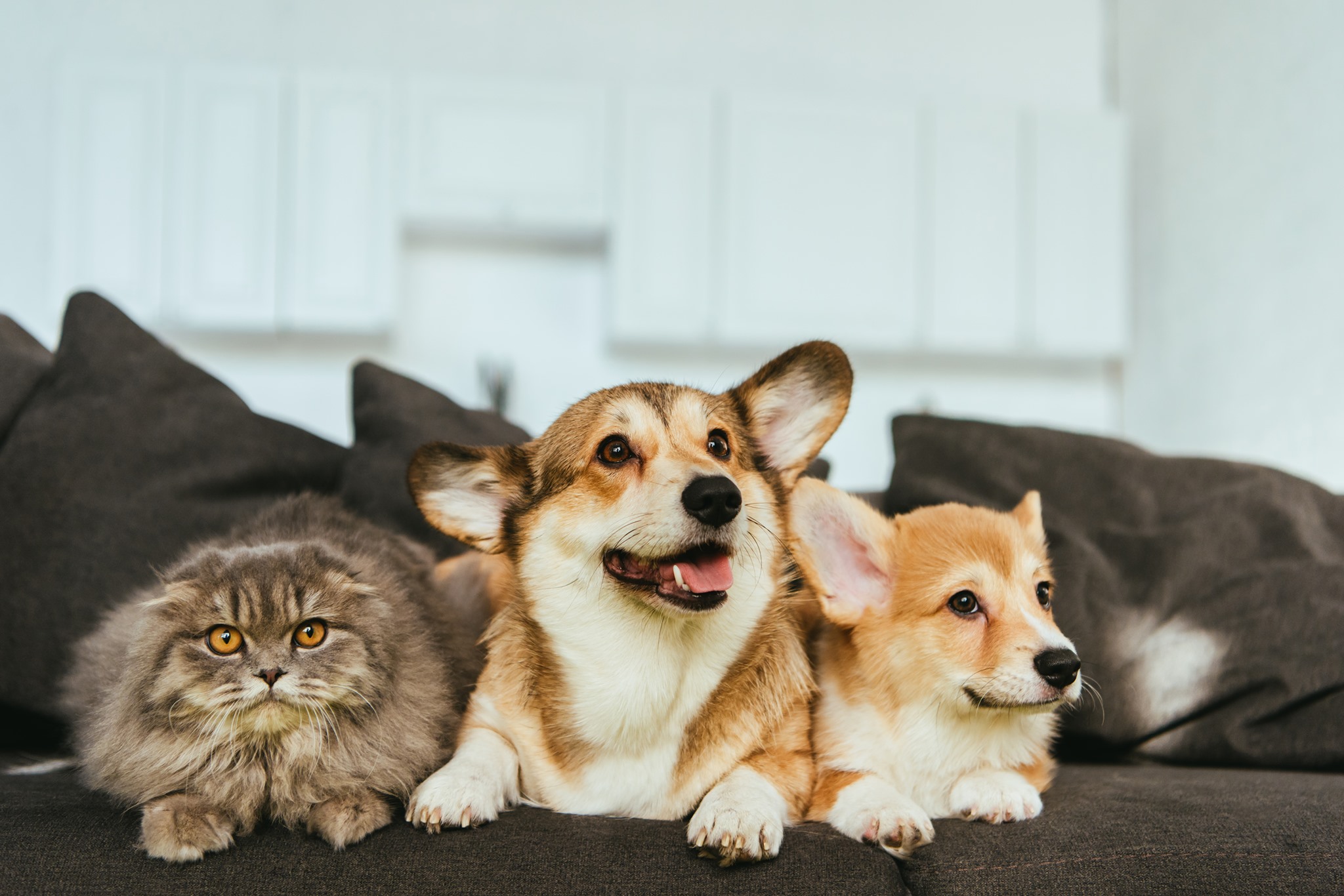 The 5 Best Vet Clinics in Sydney 2021 2021 The 5 Best Vet Clinics in Sydney 2021 2021