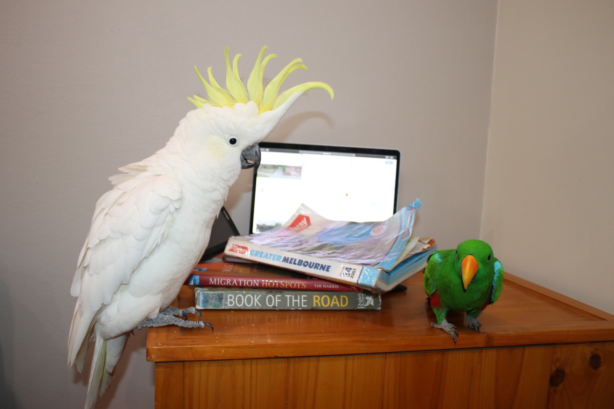 The 5 Best Vet Clinics in Melbourne Best Australia