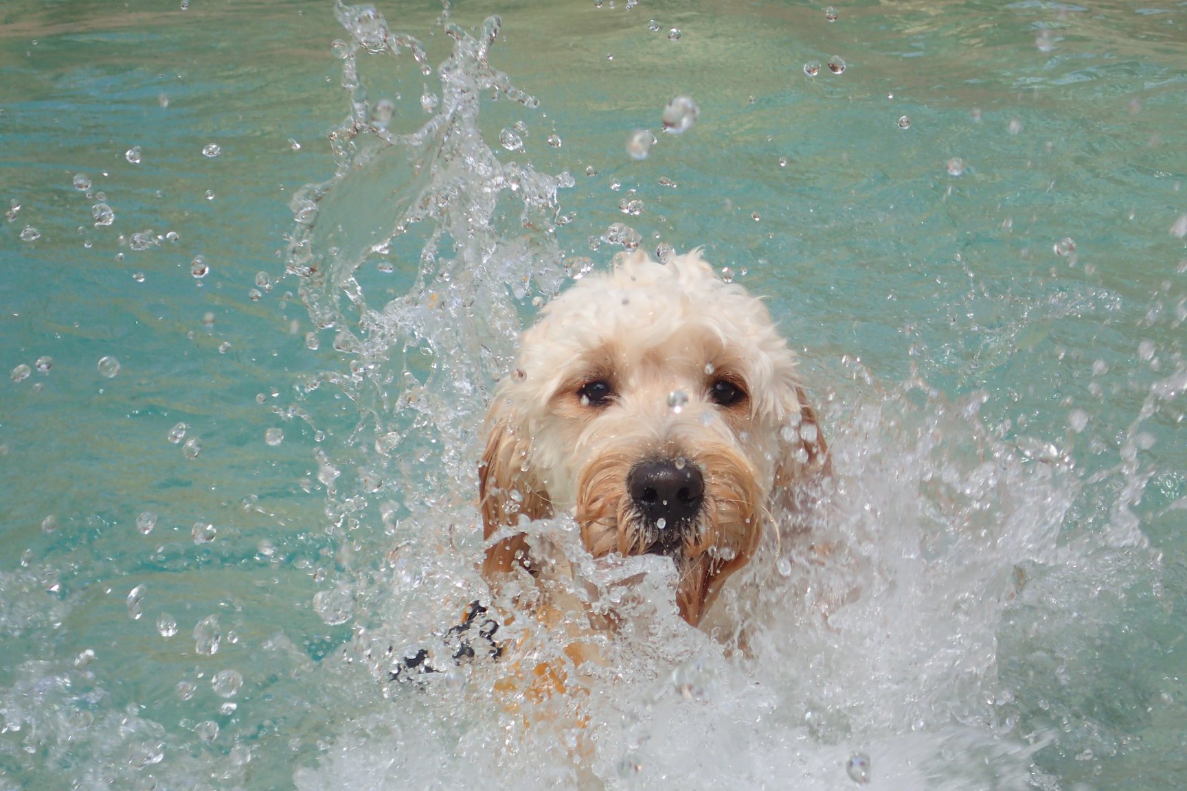 Kepala Pet Resort & Canine Country Club Review [2021] Best Australia