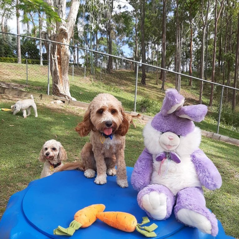 The 5 Best Pet Boarding Services in Brisbane Best Australia