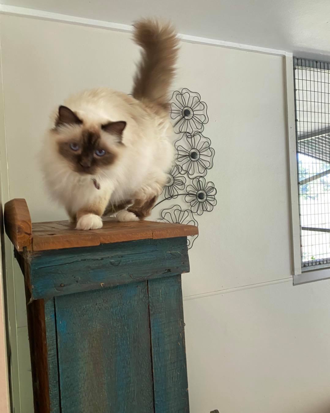 The 5 Best Pet Boarding Services in Brisbane Best Australia