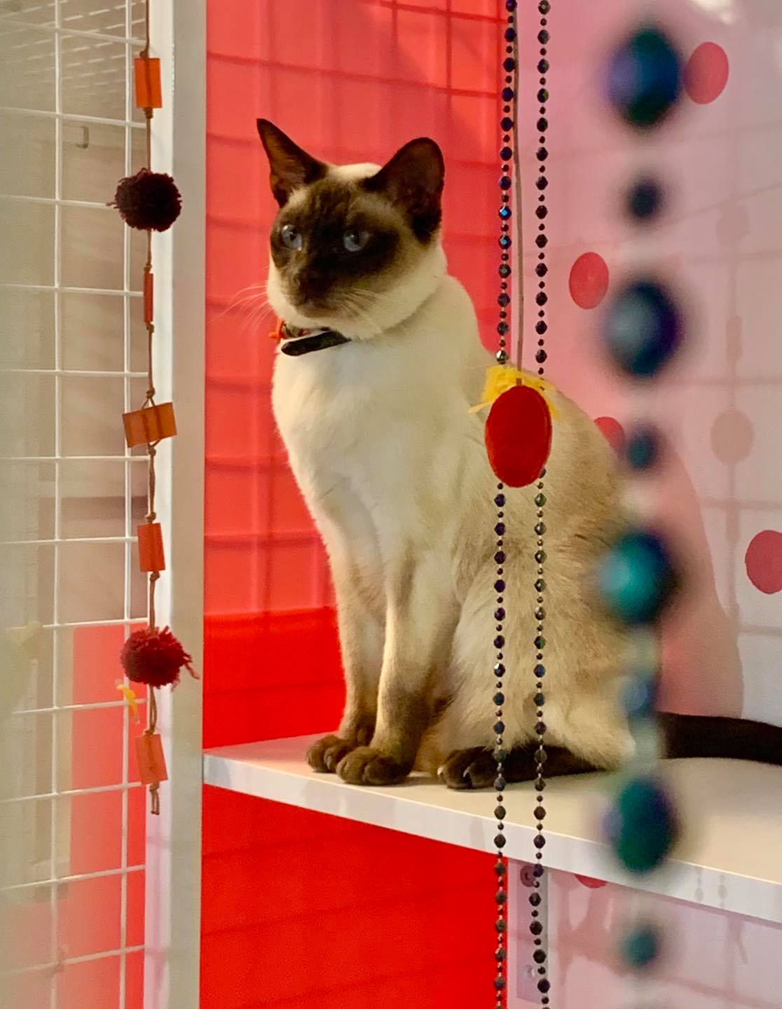 The 5 Best Pet Boarding Services in Melbourne Best Australia