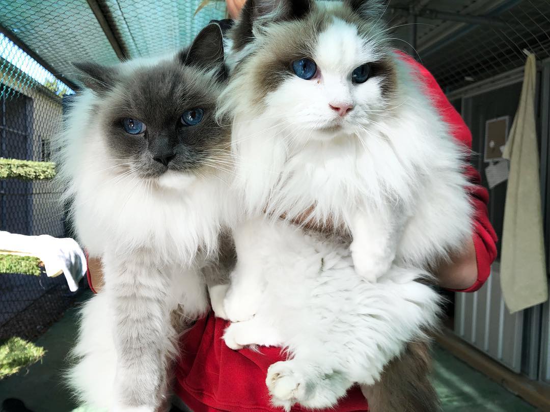 The 5 Best Pet Boarding Services in Brisbane Best Australia